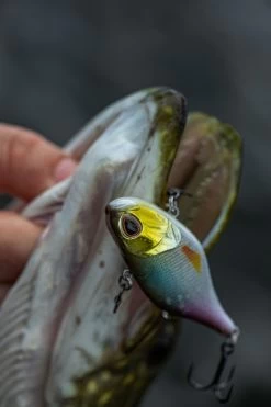 Berkley DEX Ripper -Vissen Winkel 1572667r 7