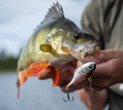 Berkley DEX Ripper -Vissen Winkel 1572667r 8